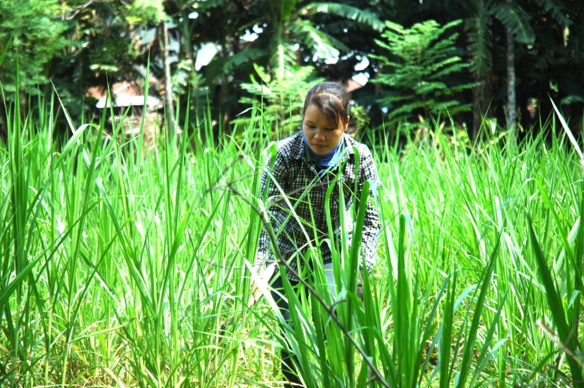 Chăn nuôi chuồng trại tập trung chủ động được nguồn thức ăn giàu dinh dưỡng cho bò. Ảnh: PHAN VINH