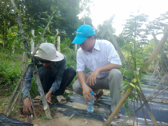 Sau 12 tháng trồng ngoài tự  nhiên, sâm ba kích tím đã cho củ. Ảnh: MỸ LINH