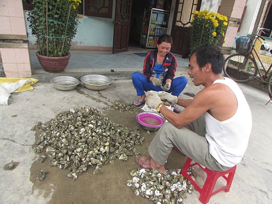 Tách hàu ruột sau khi đi bắt.