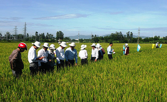 Mô hình liên kết sản xuất giống lúa hàng hóa của HTX Nông nghiệp Ái Nghĩa mang lại hiệu quả kinh tế cao. Ảnh: VĂN SỰ