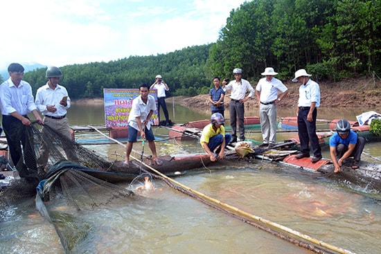 Thu hoạch cá tại hộ gia đình ông Nguyễn Bảy.  Ảnh: v.quang