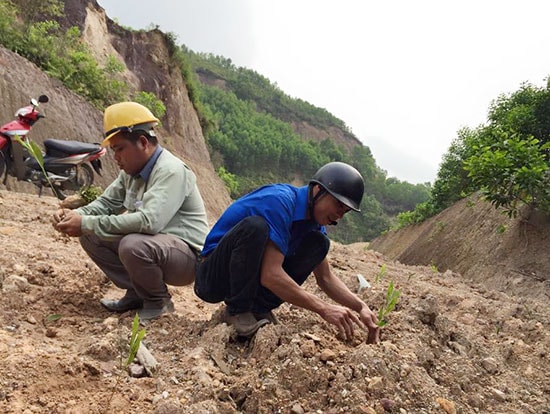 Đoàn viên Công ty CP Than điện Nông Sơn nhận trồng keo gây quỹ. Ảnh: T.L