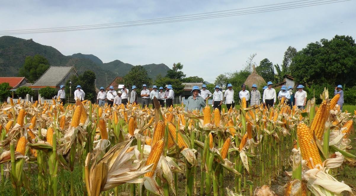 Những năm gần đây, nhiều nơi đã hình thành được hàng loạt mô hình canh tác cây trồng cạn cho hiệu quả kinh tế cao. Ảnh: VINH SỰ 