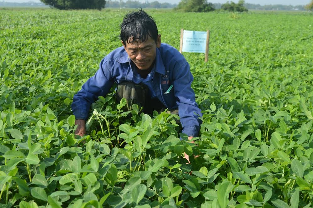 Mô hình canh tác đậu phụng hoàn toàn bằng phân vi sinh tại thị xã Điện  Bàn đem lại hiệu cao.