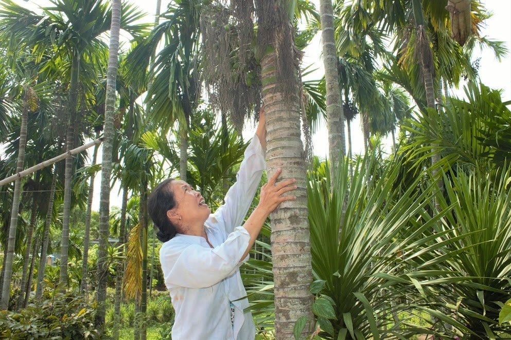 Hơn 80 cây cau trong vườn nhà bà Dung đem lại cho bà một khoảng thu nhập lớn.