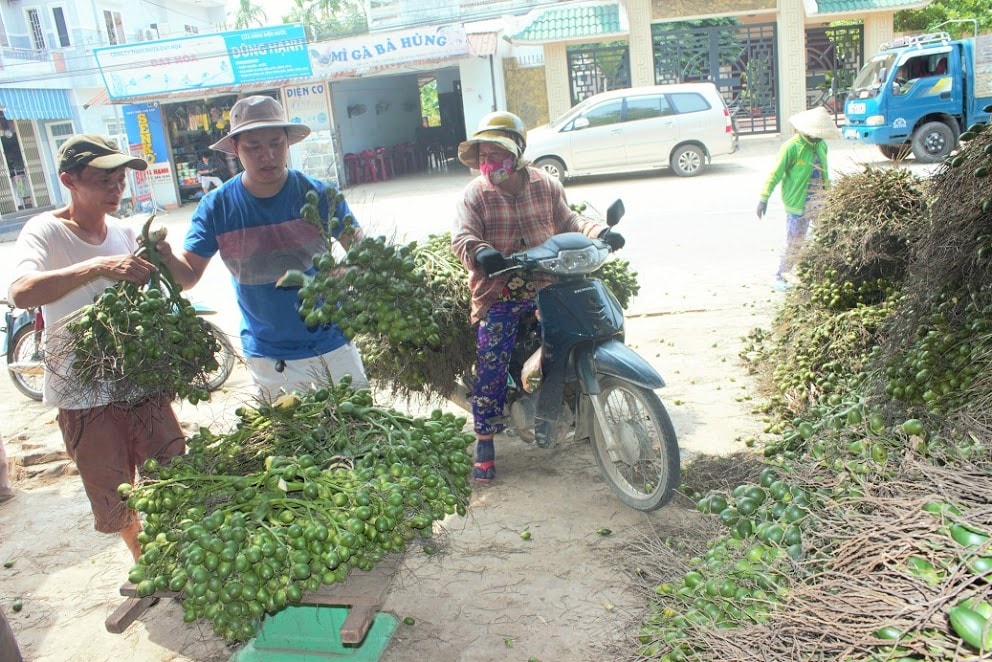 Đại lý thu mua những ngày này tấp nập người buôn cau. 