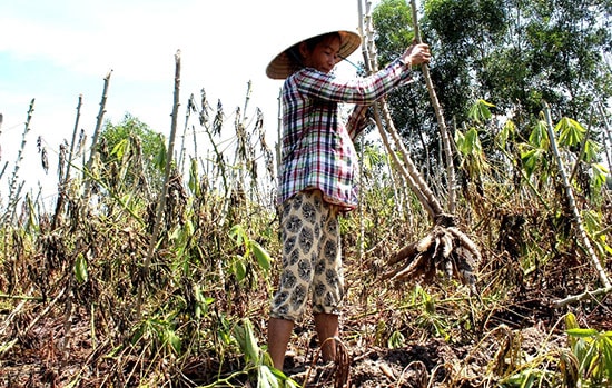 Nhiều hộ dân thu hoạch sắn để bán mong vớt vát lại vốn. 