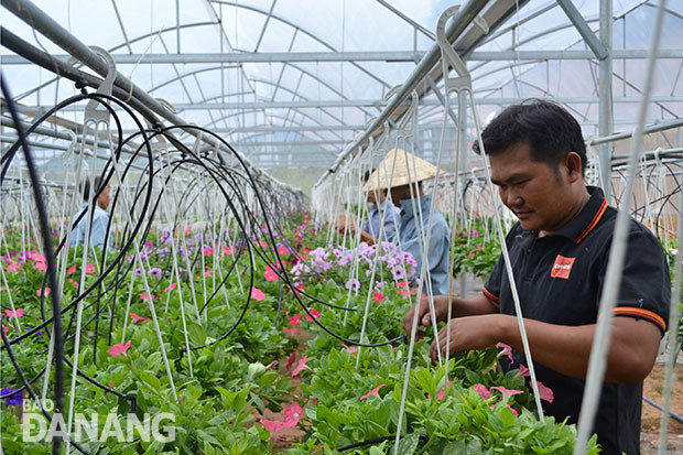Các loài hoa tại mô hình trồng hoa của anh Chương.
