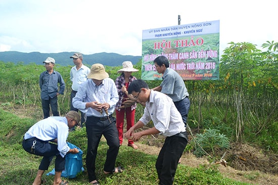 Thu hoạch sắn tại cánh đồng Khe Canh. Ảnh: v.quang