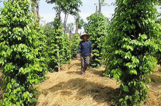 Nhiều mô hình trồng tiêu chuyên canh ở xã Duy Thu mang lại hiệu quả kinh tế cao.