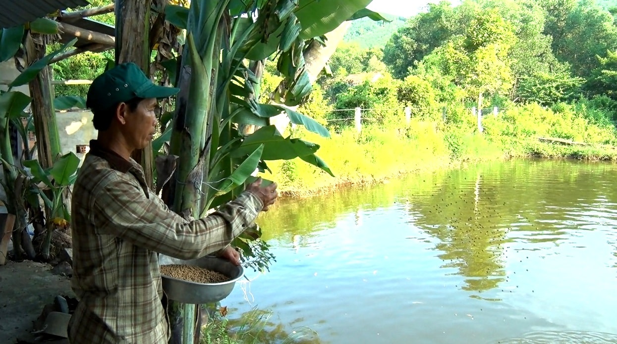 Thời gian đầu người nuôi phải cho cá trắm cỏ ăn bột. Ảnh: VINH THÔNG