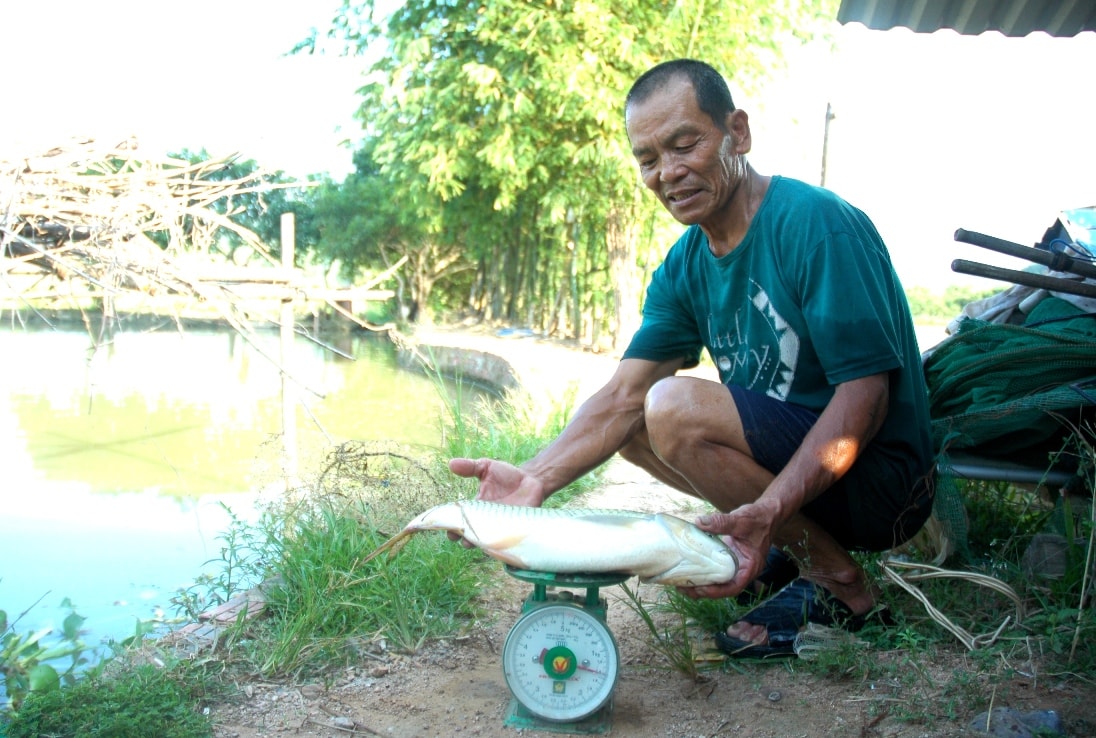 Trọng lượng chuẩn của cá trắm cỏ để xuất bán ra thị trường lên đến gần 2kg. Ảnh: VINH THÔNG