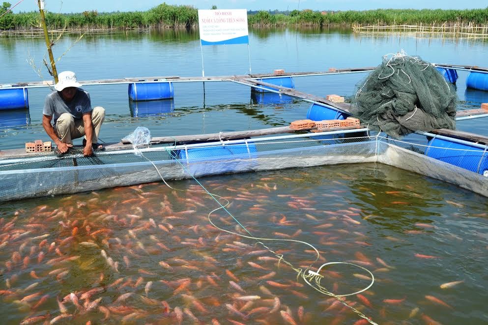 Cá điêu hồng đem lại lợi nhuận khá cho người dân Thăng Bình. Ảnh: VIỆT QUANG