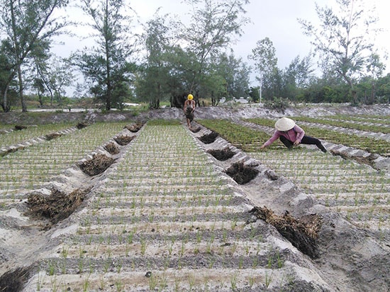 Vợ chồng anh Trần Tư (thôn Bình Hiệp, xã Bình Phục) đang chăm sóc kiệu trà đầu của gia đình. Ảnh: B.A