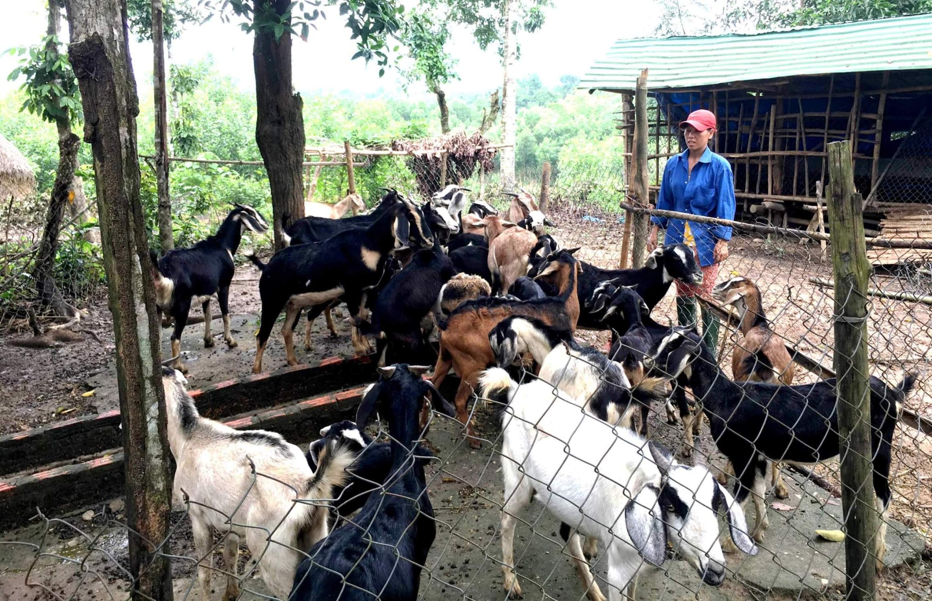 Xây dựng mô hình trang trại là hướng đi mới để cải thiện kinh tế. Ảnh: PHAN VINH