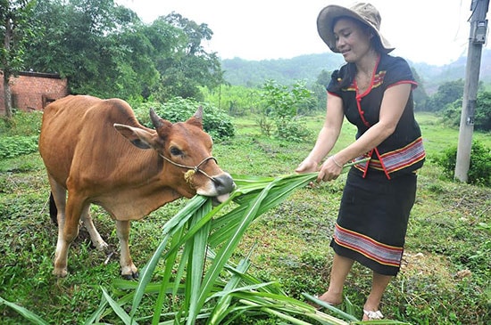 Nhờ mạnh dạn vay vốn làm ăn nên chị Hồ Thị Hồng Phong (thôn 6, xã Phước Hòa) đã vươn lên thoát nghèo. Ảnh: VINH ANH