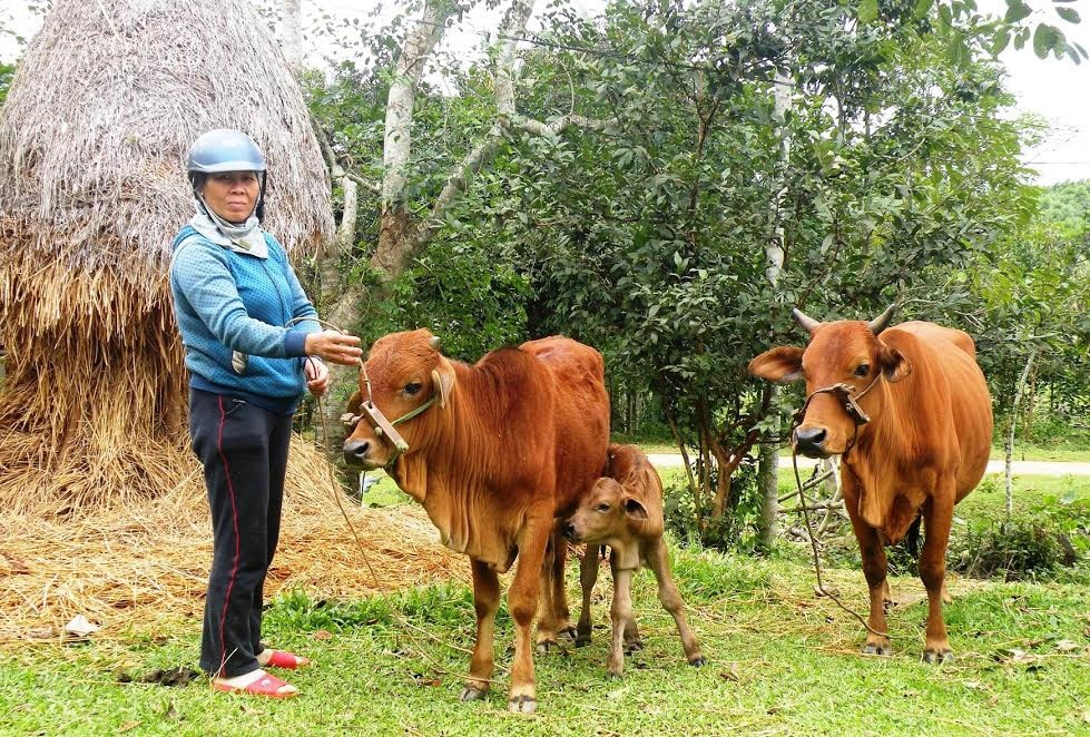 Mô hình chăn nuôi bò thịt đã giúp rất nhiều hộ dân ở xã Bình Sơn vươn lên thoát nghèo bền vững.