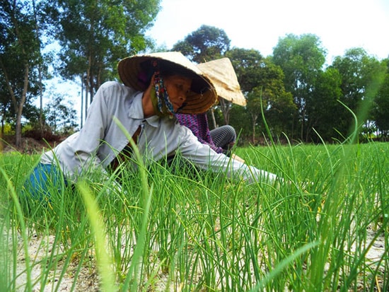 Cây nén tại khối phố An Hà Nam đang phát triển tốt với quy trình sản xuất an toàn.