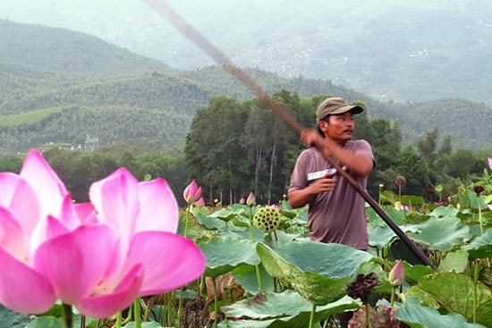 Mô hình tổ hợp tác trồng sen kết hợp thả cá giúp phát triển kinh tế hộ. Ảnh: T.Nhan