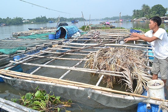 Ông Nguyễn Vĩnh Hiền cho cá chẻm ăn vào chiều ngày 2.11.