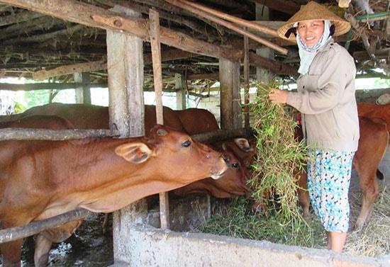 Nhờ phát triển chăn nuôi, rất nhiều hộ dân Quế Xuân 2 có nguồn thu nhập khá. Ảnh: VĂN SỰ