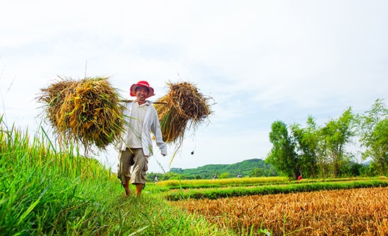 Gánh lúa về nhà. Ảnh: PHƯƠNG THẢO