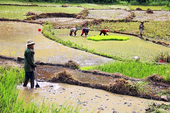 Tạo sinh kế cho người dân miền núi, chiến lược “hóa giải” thách thức đặc trưng của vùng. Ảnh: NGƯỚC CÔNG