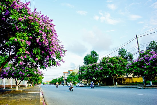 Mùa hoa bằng lăng trên đường phố Tam Kỳ. Ảnh: PHƯƠNG THẢO