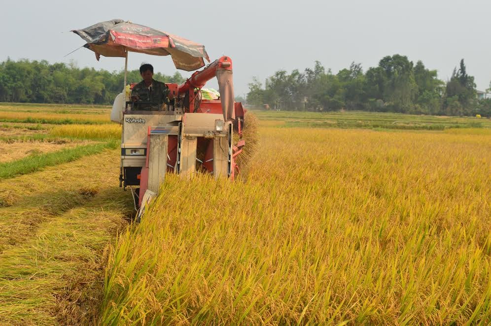 Thu hoạch lúa bằng máy gặt đập liên hợp ở huyện Phú Ninh.