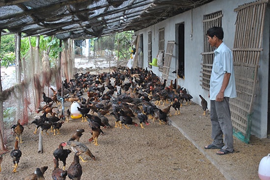 Tập trung phát triển chăn nuôi tập trung ở vùng ven đô. Ảnh: ĐIỆN NGỌC