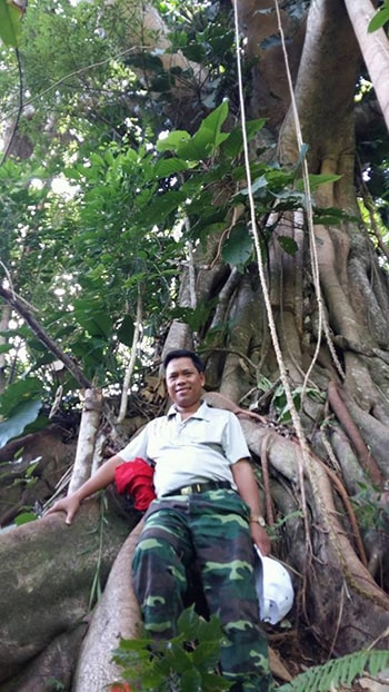 A banyan tree in Tay Giang