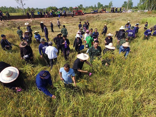 Một cánh đồng sản xuất lúa gạo tại Thái Lan. Ảnh: Nation