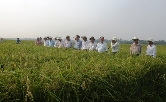 Gần đây, hàng chục doanh nghiệp tìm đến Quảng Nam liên kết với nông dân sản xuất giống lúa hàng hóa với diện tích 4.900ha/năm. Ảnh: VĂN SỰ