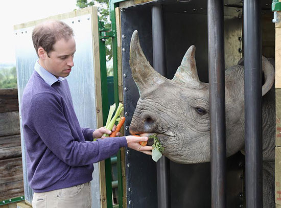 Hoàng tử William (Anh) cho tê giác ăn, tại một công viên ở Anh. Ảnh: GettyImage