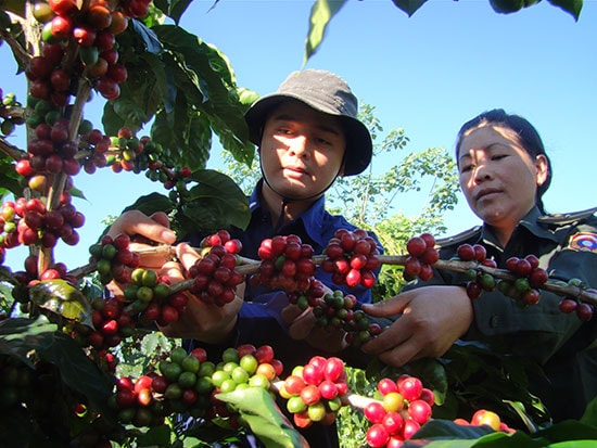 Công nhân kỹ thuật Công ty Hữu Nghị Nam Lào hướng dẫn quân nhân Sư đoàn 5 thu hoạch cà phê. Ảnh: H.VÂN