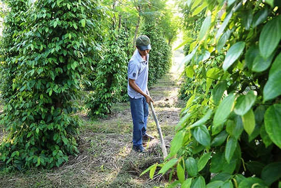 Cây tiêu đang trở thành một trong những cây trồng chủ lực ở Duy Phú. Ảnh: THÀNH CÔNG