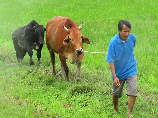 Con lai 3B là bước đột phá về giống trong lĩnh vực chăn nuôi Đại Lộc. Ảnh: H.Liên 