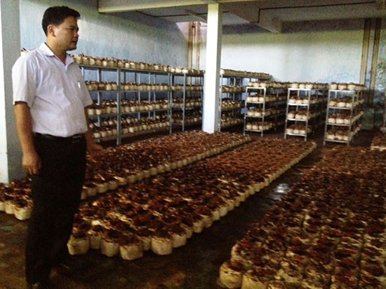 Ứng dụng công nghệ sinh học trong sản xuất giống nấm tại Quảng Nam. Ảnh: H.Liên