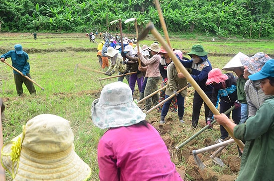 Gần 100 người thuộc 60 gia đình cũng cuốc đất trên đám ruộng chung. Ảnh: L.V.C