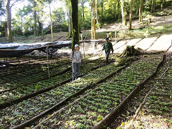 Ngoc Linh ginseng seeds area