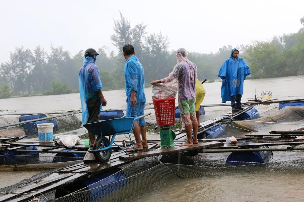 Thu hoạch cá “chạy” lũ của gia đình ông Ung Tấn Lịch.