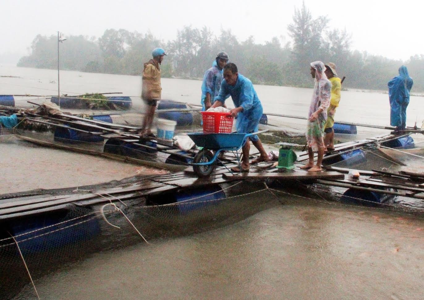 Thu hoạch cá chạy lũ. Ảnh: QUANG VIỆT