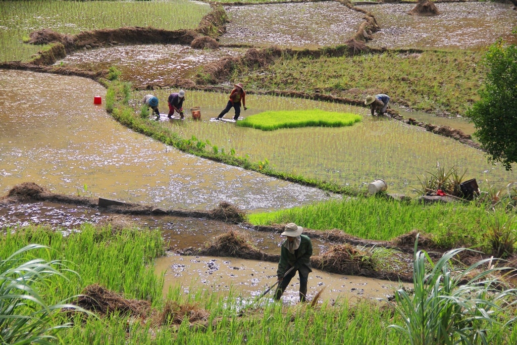 Cùng với đầu tư cơ sở hạ tầng, phát triển các mô hình sản xuất ở miền núi cũng được chú trọng, góp phần giúp đồng bào DTTS vươn lên thoát nghèo. Ảnh: ALĂNG NGƯỚC