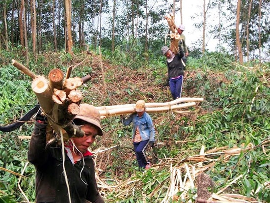 Cây keo lai mang lại nguồn thu nhập ổn định cho người dân Quế Hiệp. Ảnh: VĂN HÀO