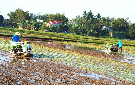 Tích tụ, tập trung ruộng đất sẽ áp dụng cơ giới hóa, tạo sản phẩm hàng hóa lớn. Ảnh: N.Q.V