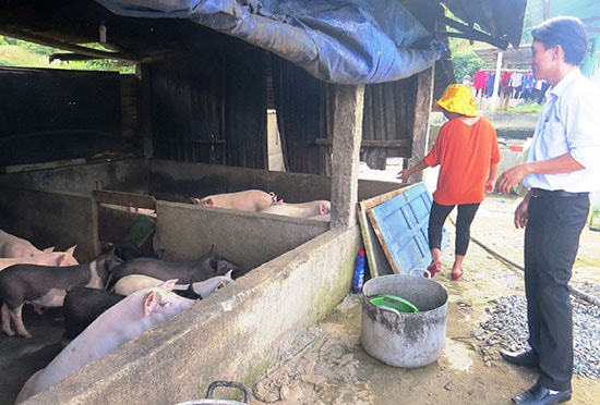 Đàn heo, sản phẩm từ mô hình tăng gia sản xuất của Trường Lý Tự Trọng là nguồn cải thiện bữa ăn và đời sống của trẻ.