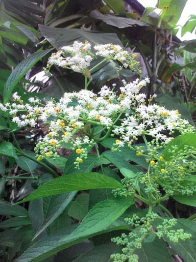 Cơm cháy - Sambucus javanica. Ảnh: H.M.Đ