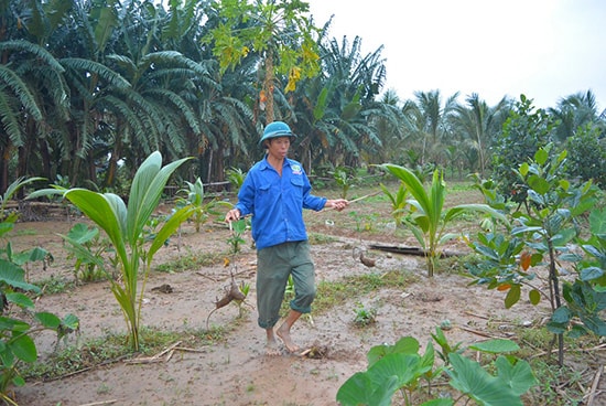 Ngày nào anh Khê cũng dùng bẫy để bắt chuột.