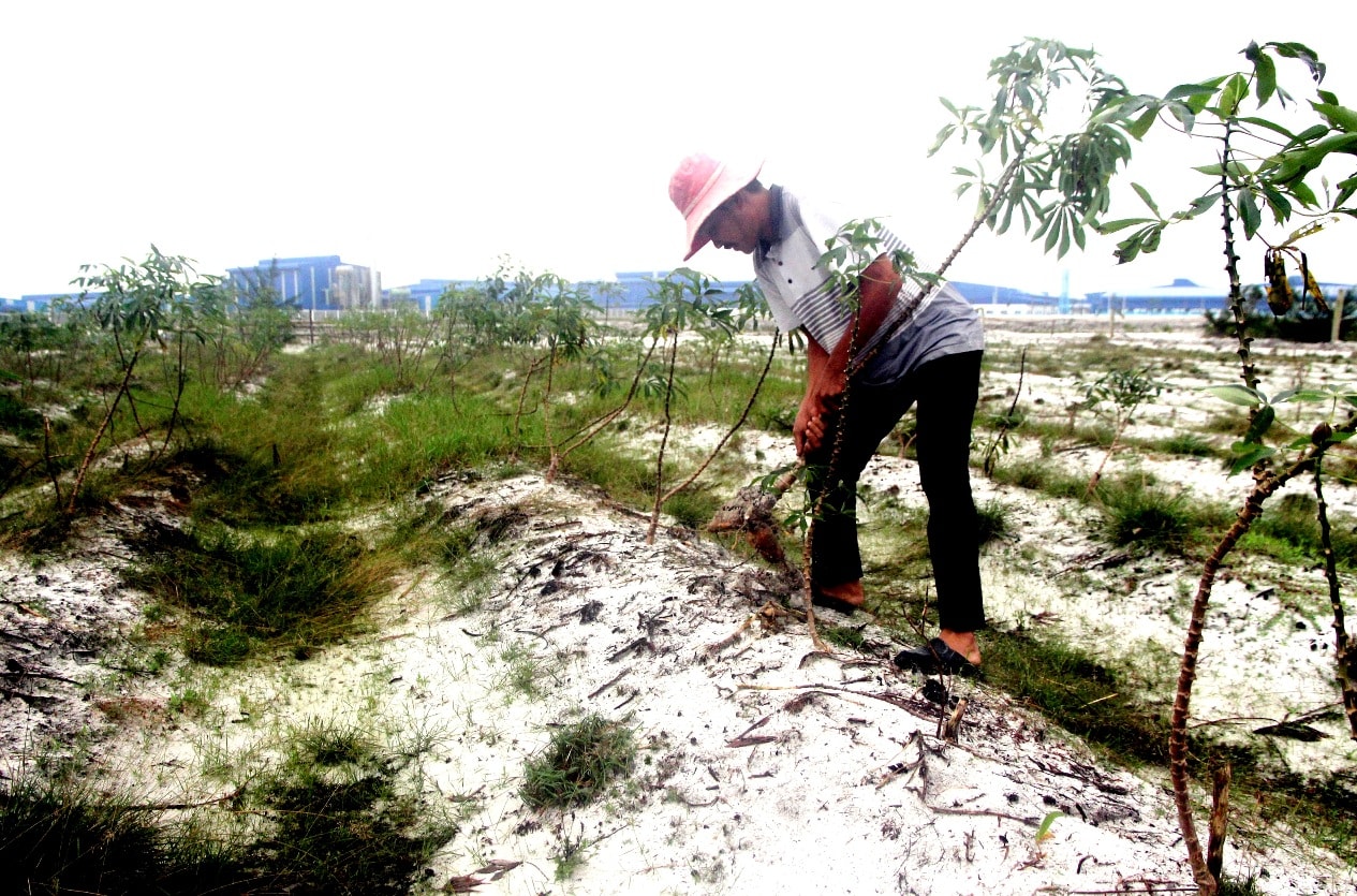 Người dân đã trồng sắn, khoai trên phần đất này từ mấy chục năm qua. Ảnh: PHAN VINH