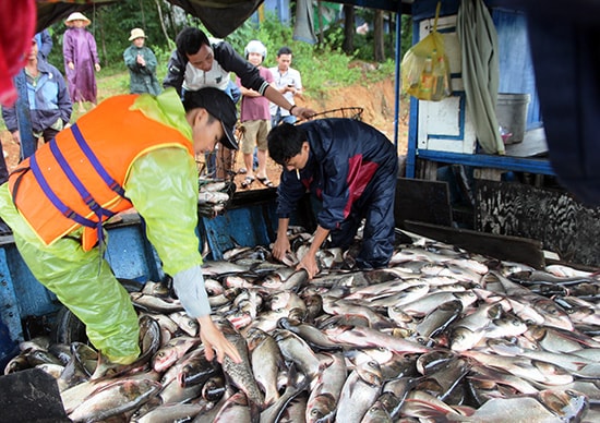 Thu hoạch cá trong lòng hồ Phú Ninh và chuyển lên ghe. Ảnh: QUANG VIỆT